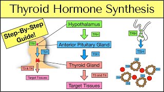 Thyroid Hormone Synthesis StepByStep Pathway Physiology Explained [upl. by Hartley]