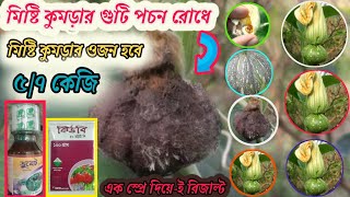 একটি মিষ্টি কুমড়াও পচে যাবে না।কুমড়া ঝরে পড়ার কারণ ও প্রতিকার।একটি কুমড়াও নষ্ট হবে না ইনশাআল্লাহ [upl. by Dosia819]