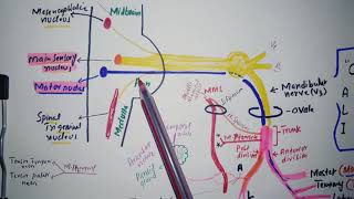 Memonic for Mandibular nerve V3 with branches [upl. by Oniratac]