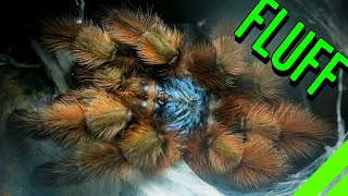 10 FLUFFY Tarantulas YOU HAVE To See To BELIEVE [upl. by Shandeigh836]