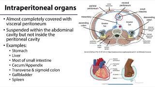 Abdominal Wall Peritoneum and Intestines LO7  IntraRetroSub Peritoneal [upl. by Verity627]