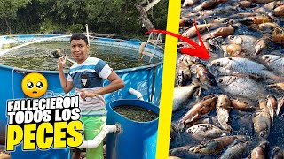 SE MURIERON 1000 PECES de la PISCINA GIGANTE [upl. by Adlihtam]