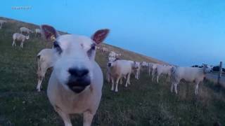 De Nederlandse Drinkstone Texelaar Sheep op texel shapen Holland 2015 [upl. by Pavla446]