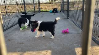 Shetland sheepdog puppies 1052024 [upl. by Irrabaj]