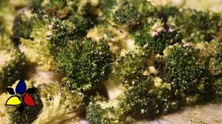 Roasted Broccoli with Parmesan and Lemon  Keto Meals [upl. by Janice]