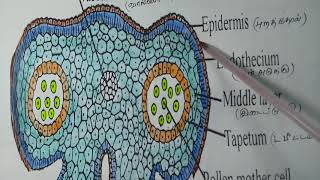 TS of Anther  TS of Micro sporangium [upl. by Carolynne]