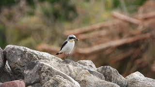 Akmeņčakstīte  Northern Wheatear Oenanthe oenanthe [upl. by Toy750]