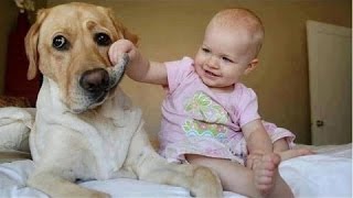 Grappig Baby Vervelende Honden  Schattige Hond [upl. by Remot]