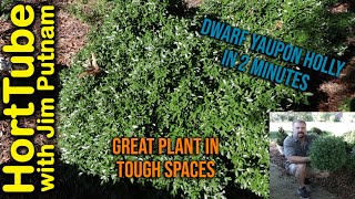 Dwarf Yaupon Holly in 2 Minutes  Best Plant For Tough Conditions [upl. by Neneek51]