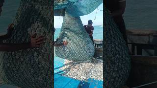 TRAWLER BOAT FISHES  விசைபடகில் வந்த மீன்கள் seafoods fishinglifestyle [upl. by Evadnee]