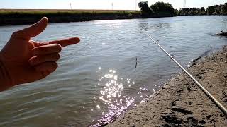 Sacramento river striper fishing reportHow to bank fish for bass stripedbass fishing [upl. by Sher]