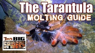 Tarantula Molting Guide  Signs of Premolt [upl. by Noyk]