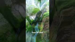 Trees Of LBDC ytshort ytshorts [upl. by Tigdirb620]