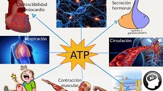 ATP adenosín trifosfato papel en el metabolismo [upl. by Gallenz]