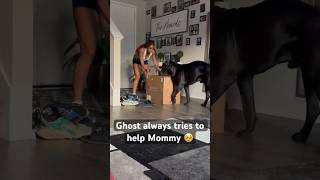 Cane Corso Wants To Help Mommy 🥹 canecorso texas bigdog bigdog familydog [upl. by Weisman]