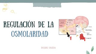 Regulación de la osmolaridad [upl. by Bonns]