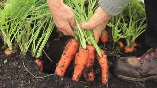 Best timings and methods for bigger harvests my Diary tips for easier growing [upl. by Racso]