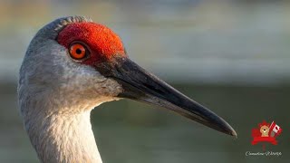 The Sandhill Crane in Canada 🇨🇦 What A Remarkable Bird [upl. by Illak]