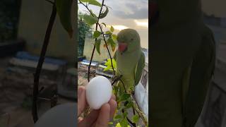 Parrot ke egg se bache nikal gye 🐣🦜 parrot birds pets animals shorts [upl. by Atiuqad]