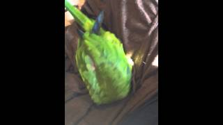 Playful Hahns Macaw Jenday Conure Hybrid [upl. by Cilka]