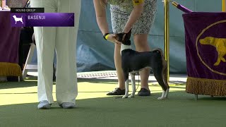 Basenjis  Breed Judging 2023 [upl. by Naltiac962]