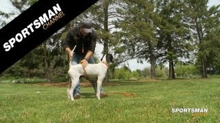 Whoa Training for Pointers  SportingDog Adventures [upl. by Scevo]