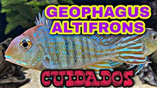 Cuidados del Ciclido Geophagus altifrons [upl. by Cannice]