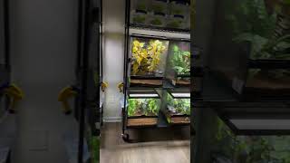 New Reptile Room Tour reptiles crestedgecko terrarium geckobreeder geckolife [upl. by Yleoj]