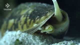 Striatus Cone Shell spearing fish with venomous harpoon [upl. by Nirol]