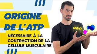 COURS DE TERMINALE SPÉCIALITÉ SVT CHAP17 ATP et CONTRACTION MUSCULAIRE [upl. by Eugene705]