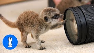 Meerkat Pups Playing  CUTEST Compilation [upl. by Acinat]