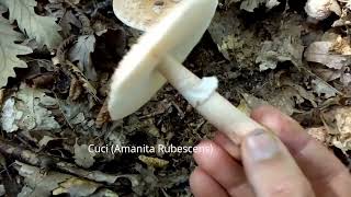 Cum identificăm cucii Amanita Rubescens amp cum o deosebim de buretele panterei Amanita Pantherina [upl. by Zebe602]