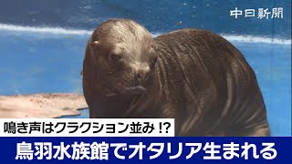 鳴き声はクラクション並み 鳥羽水族館でオタリア生まれる [upl. by Adore]