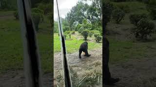 animalkingdom disneyworld orlando gorilla [upl. by Assenal24]