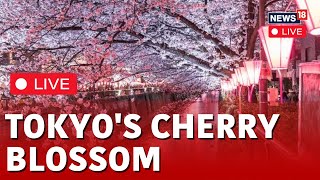 Tokyo Cherry Blossom LIVE  Tokyos Cherry Blossoms Expected To Be In Full Bloom  Tokyo LIVE [upl. by Giffard15]