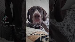 one of those days German Shorthaired Pointer GSP 🤪🙃🐶new shorts ytshorts viral viralshorts [upl. by Sheedy]