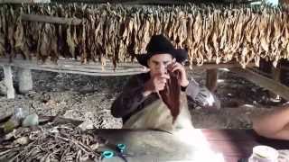 Cuban cigar rolling in Vinales Valley [upl. by Aniret]