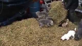 Ratting with the Bedlington Terriers [upl. by Ailla]