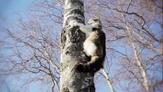 determined cat climbs down a tree [upl. by Cybill]