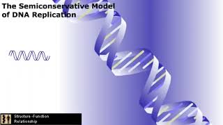 Summary of DNA Replication [upl. by Aynatan745]