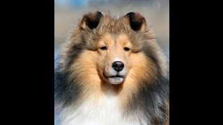 Candescent Shelties ear bracing method [upl. by Mauldon]