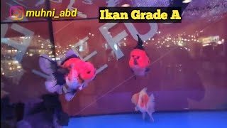 Pameran Ikan Hias Terbesar Di Jakarta [upl. by Anerrol770]