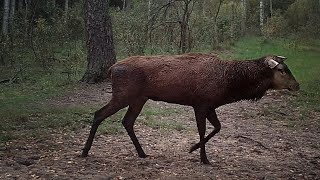 The Hummel A Stag Without Antlers [upl. by Bibi]