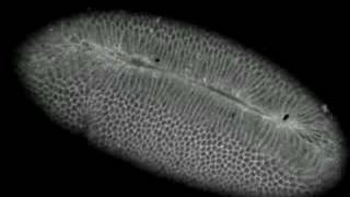 Drosophila gastrulationventral furrow formation [upl. by Gasperoni]