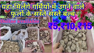 गर्मियों में उगने वाले फूलों के बल्ब सस्ते सस्ते कहां से खरीदेBest summer flower grow from bulb [upl. by Elwee]