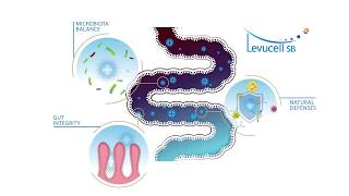 Mode of action of LEVUCELL SB in the intestinal tract [upl. by Jemmie805]