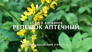 Репешок аптечный Алефиров АН [upl. by Larcher]