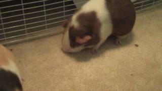 Guinea pig makes a STRANGE noise [upl. by Benito]