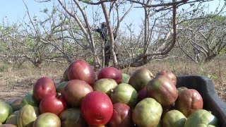 Hechos del Agro  Cosecha de jocote Barón Rojo [upl. by Gershon]