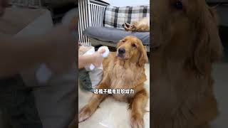 The correct way to use dog hair hair loss combing floating hair comb cute pets golden retri [upl. by Garris236]